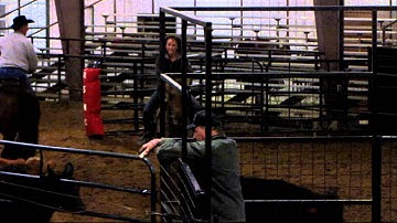 Play With My Cat - sorting practice 6 - Valley View Ranch