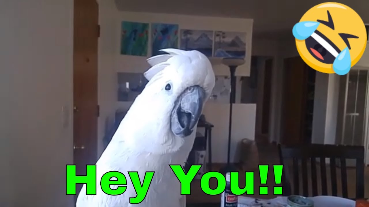 Cute parrots saying funny things and Being Silly Compilation