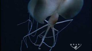 Magnapinna sp. - The Long-armed Squid