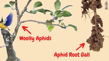 Woolly Aphids and Root Gall can KILL your Bonsai!