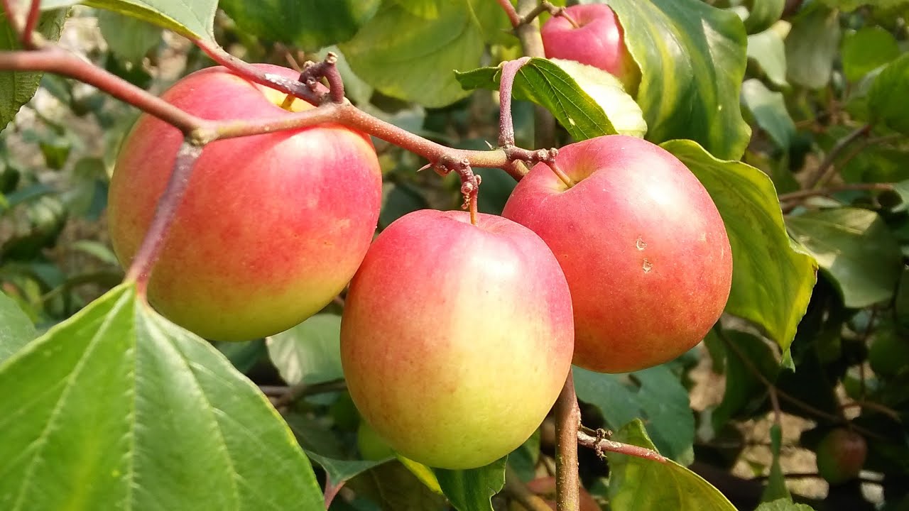 Kashmiri Apple ber plants processing my bagicha YouTube