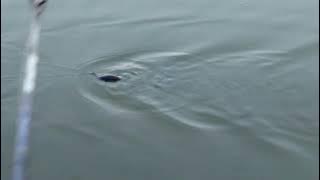 自作ルアー　クランク　試作＃１号機　動作チェック