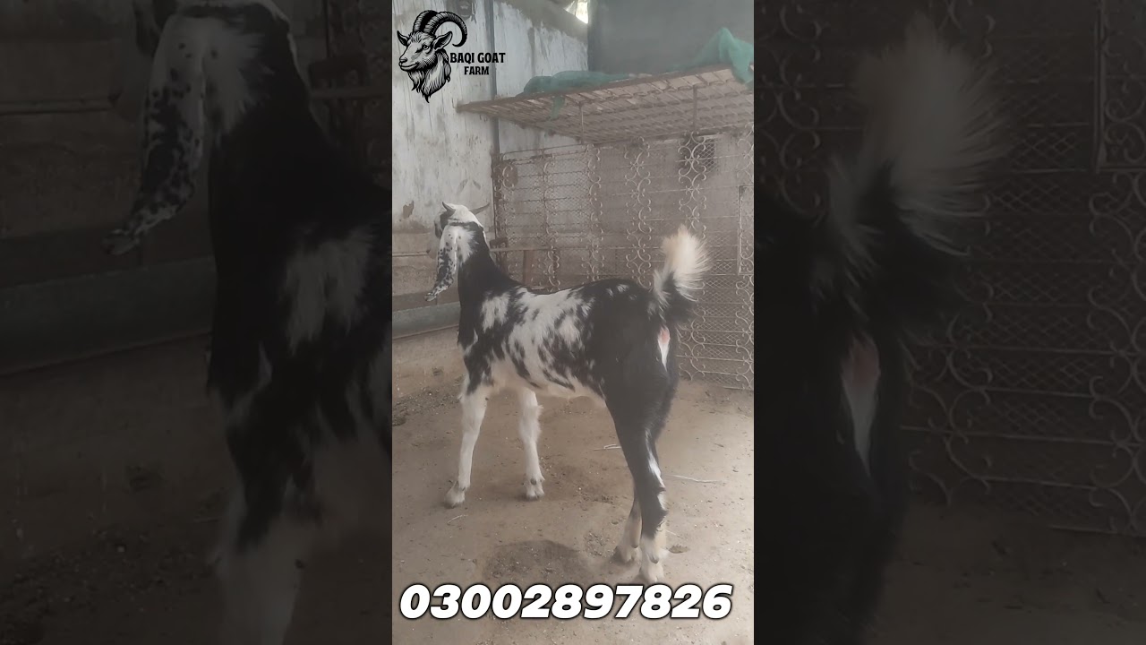 Goat Farming in Pakistan 🇵🇰 | High Profit Low Investment Business