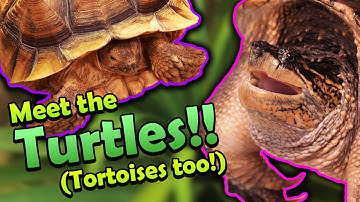 Meet all of our Turtles and Tortoises!