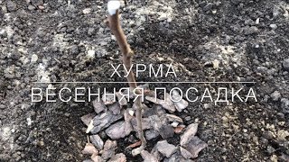 🧡 Хурма / Весенняя Посадка