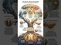 Coherence Podcast - Episode One Hundred and Eighty Eight - One Root Many Branches: Family Path Peace