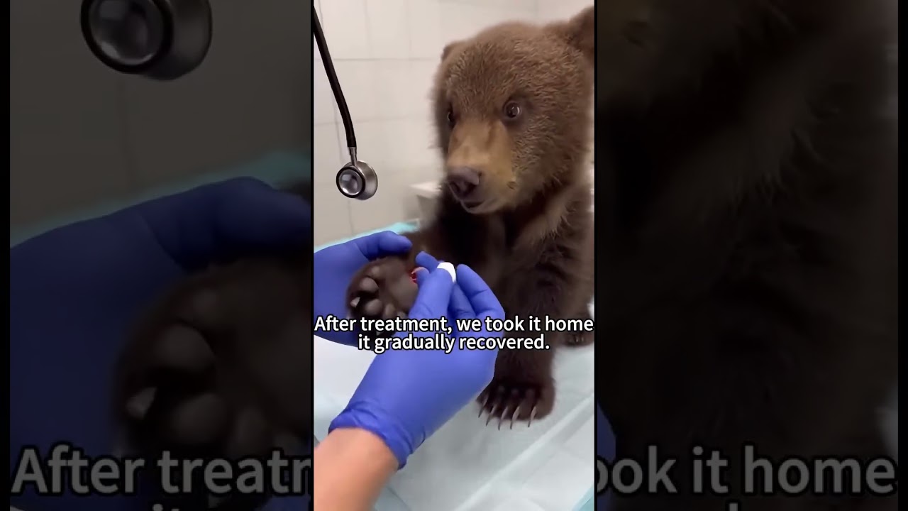Hero Dog Helps Save a Baby Bear and Returns It to Its Mom ❤️