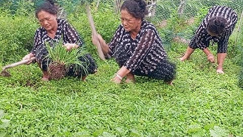 nyob zoo os los saib kuv nthuav hoov lam os 29/7/24