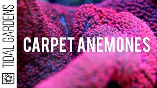 Pink Carpet Anemone