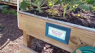 Un Jardin Comunitario De Verduras Como Brocoli, Repollo Y Cebolla. Que Jardin Tan Hermoso En Florida