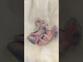 Baby Rat