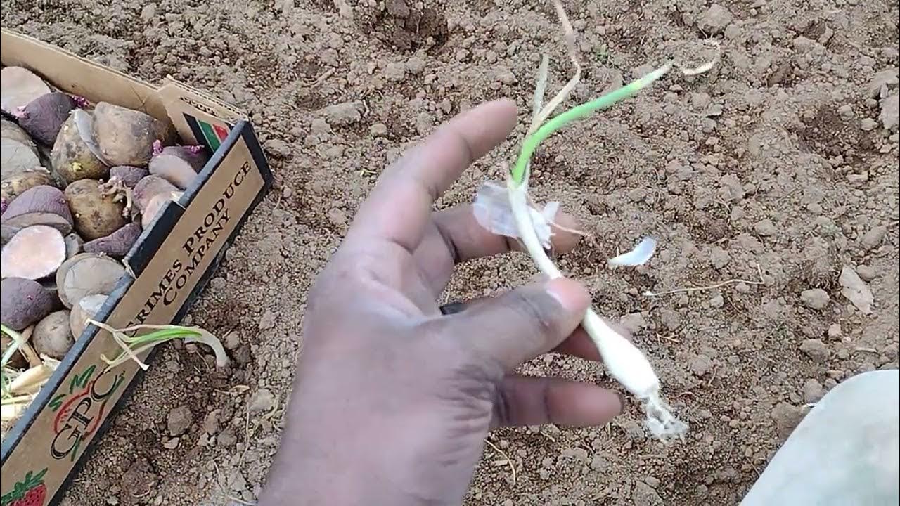 How to Grow BIG Onions! YouTube