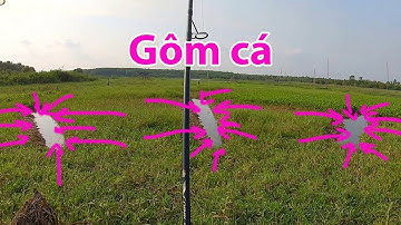 Sáng dọn luồng chiều có cá vô| Câu cá lóc