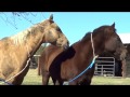Why Wild Horses Don't Need Hoof Trims or Horseshoes - Causes of Hoof Problems