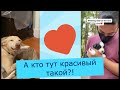 Забавные животные  Выпуск 42