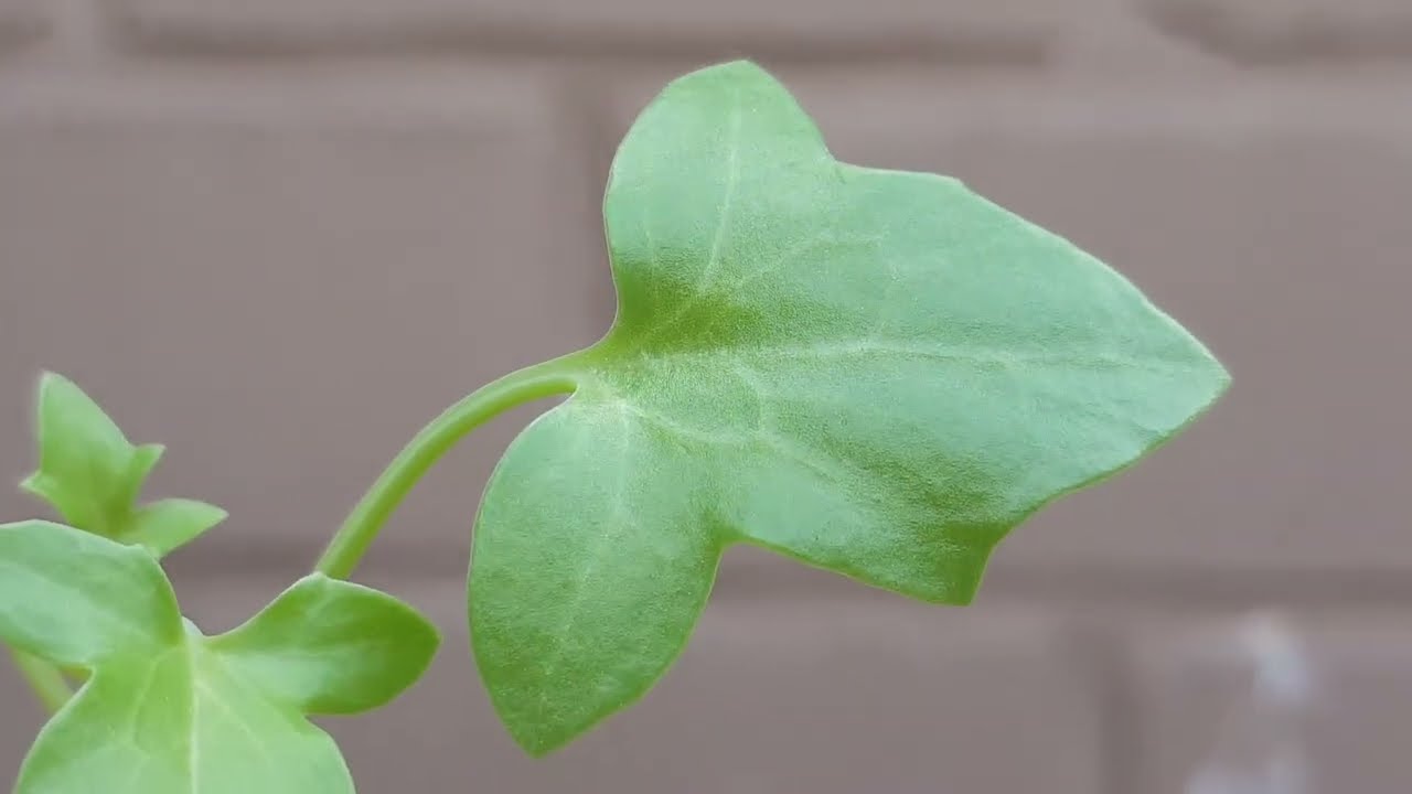 Senecio Articulatus  CUIDADOS  -  Senecio Articulatus  CARE