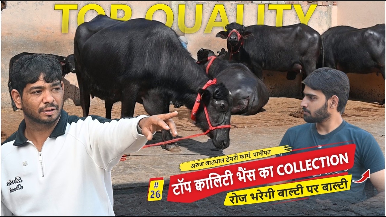Высококачественный сбор буйволов || Ежедневно будет наполняться ведро за ведром молока - Молочная...