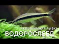 Сиамский водорослеед #shorts Аквариумная рыбка