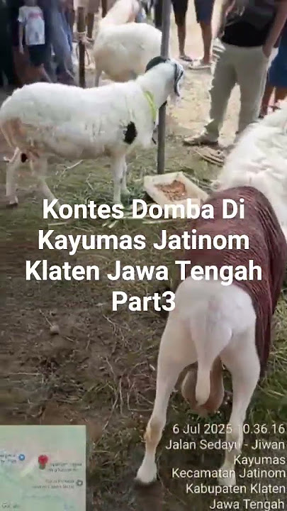 Kontes Domba Di Kayumas Jatinom Klaten Jawa Tengah part3