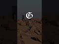 Bighorn Sheep face danger on Pikes Peak #sheep #pikespeak #colorado
