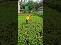 a simple way of weeding that is easy for the continuity of peanut growth #shorts