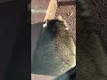 Raccoon Warming Up Daytime On Snow Melt Heated Patio After 48hrs Of Artic Blast 1 16 24 