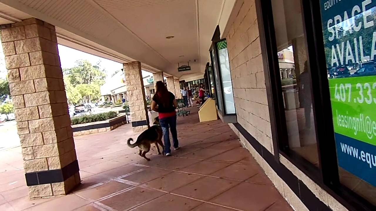 E Collar Pager Conditioning GSD Alex Shaping Heel Dogtra Remote