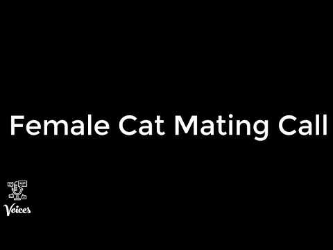 Female Cat Mating Call