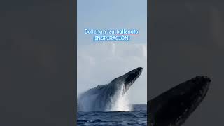 #Ballena #Ballenato #OceanLife #oceanstories #ProyectoAcuática #Whales #Oceanos