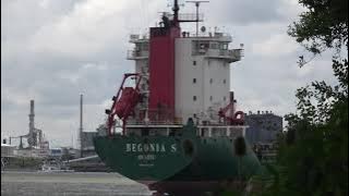 BEGONIA S