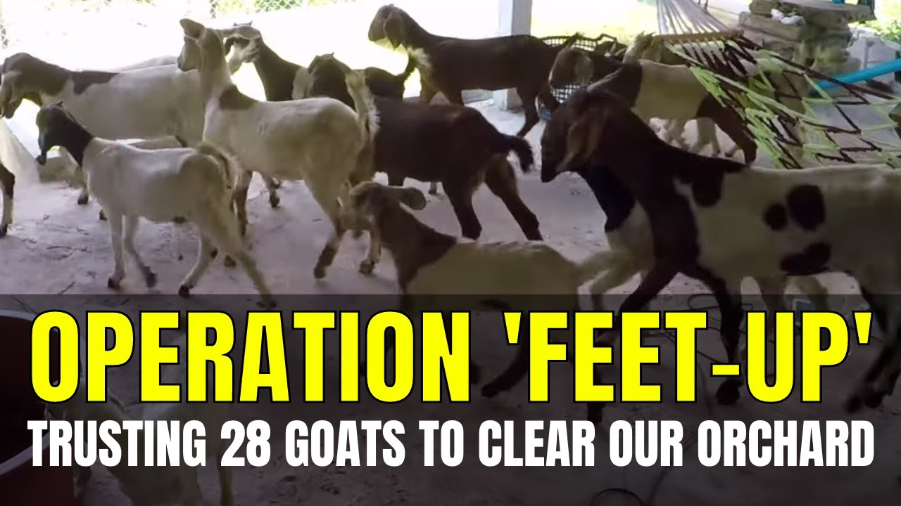 Using Goats To Clear Land is Our Orchard Safe YouTube using-goats-to-clear-land-is-our-orchard-safe-youtube