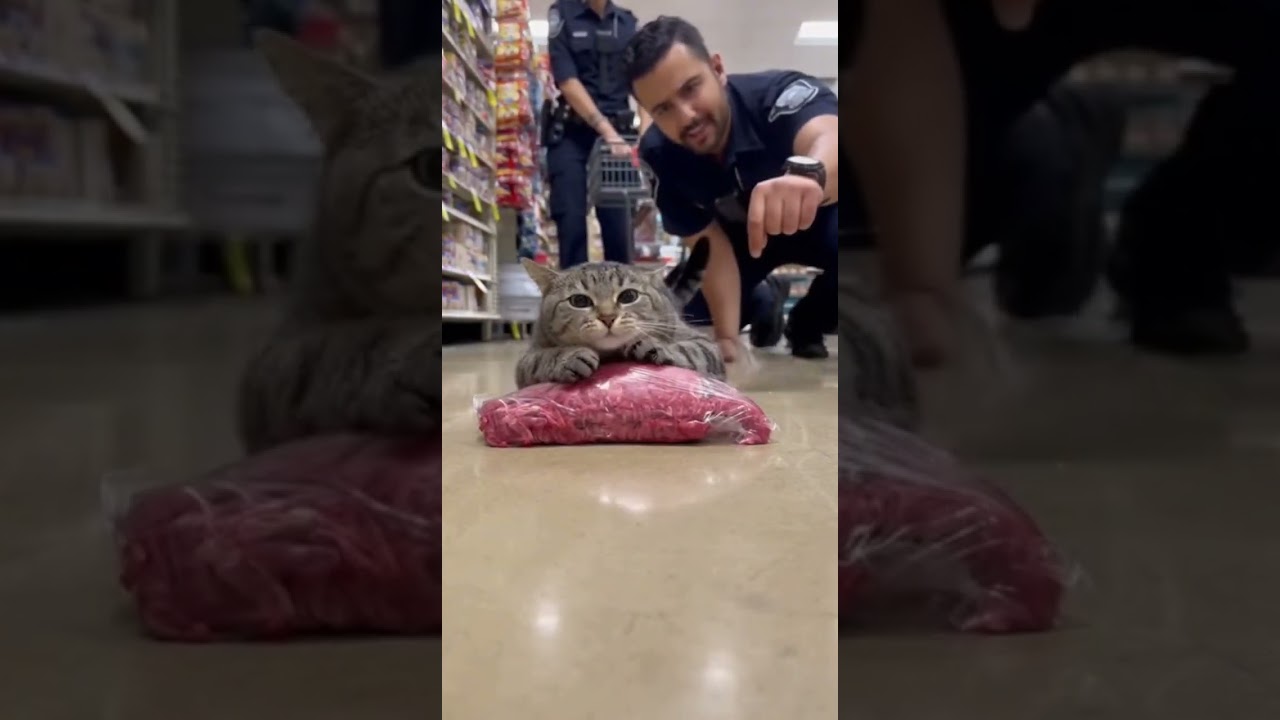 Busted!The Cat Thief Got Arrested!🚓🐱Man, I want this beef so bad 