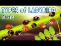 types of ladybird :popular coccinellidae species, including harmonia axyridis - asian lady beetle -1