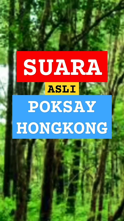 SUARA BURUNG POKSAY HONGKONG GACOR ❗