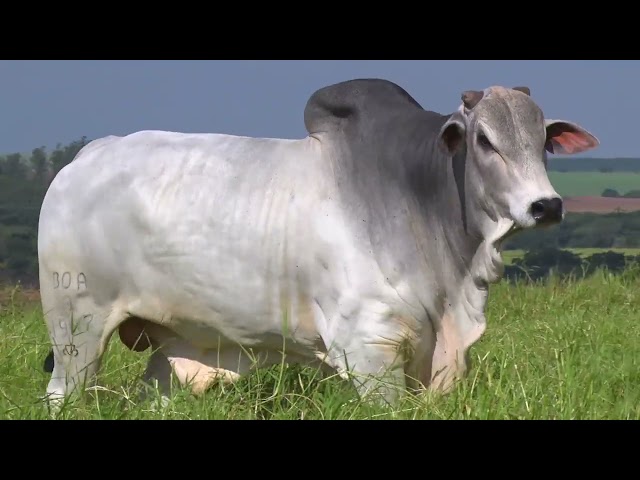 LOTE 23   BOA 1947 mp4