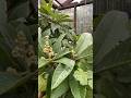 ورود شجر الاسكدنيا لنك الدنيا Loquat Tree Blooming 