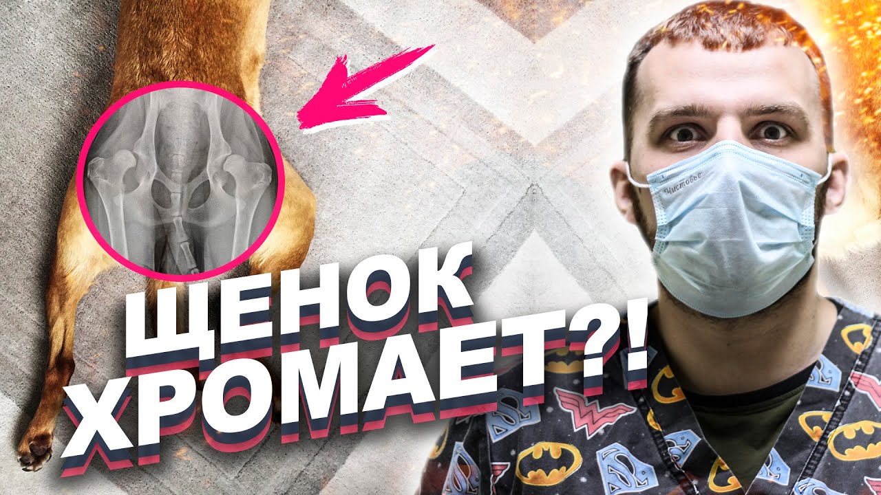 Ваша собака ХРОМАЕТ!? Возможно она БОЛЬНА! Дисплазия тазобедренных суставов у собак!
