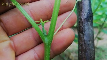 Làm ức cây dưa leo mọc nhanh ra hoa cái