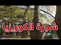 ملكة جمال الغابه الكوريزيا خيط الحرير مهرشة الفيل Chorisia Speciosa ملكة جمال الغابه الكوريزيا خيط الحرير مهرشة الفيل Chorisia Speciosa