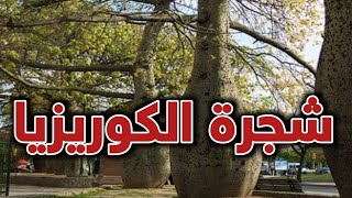 ملكة جمال الغابه الكوريزيا /خيط الحرير /مهرشة الفيل Chorisia speciosa