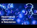 Квантовые процессы в биологии | Квантовый фотосинтез | Квантовые вибрации молекул
