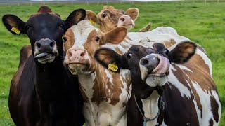 Cows
