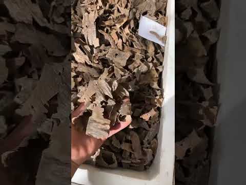 خشب العود الكمبودي هل هو جبلي او مستزرع المخلف للعود