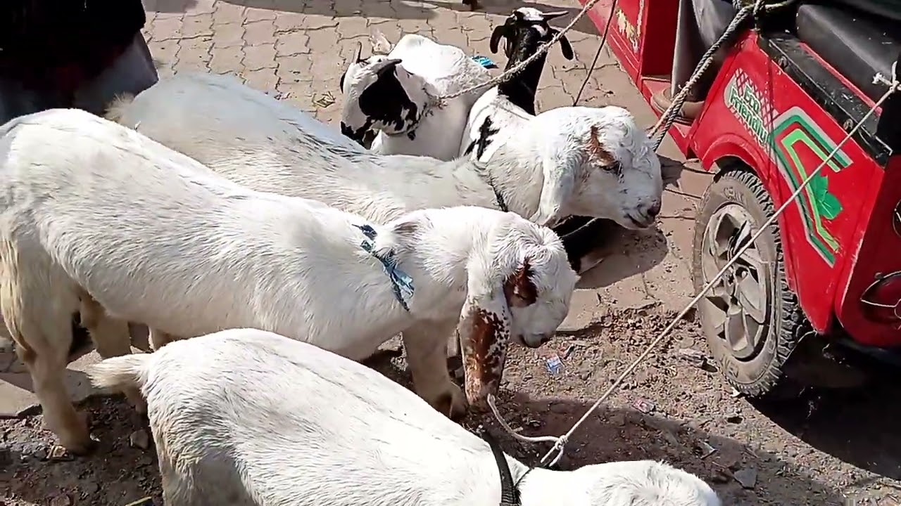 कानपुर बकरा बाजार बकरगंज।  bakra bajar bakarganj 👈#kanpur #viral #goat 