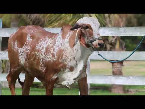 LOTE 23 | HAIANA FIV DO BASA | BASA 3027