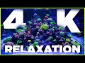 4k reef aquarium relaxation  chill 4 hoursworld wide corals