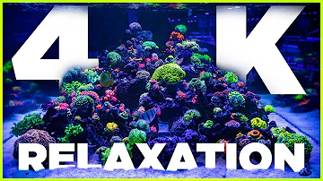 4K Reef Aquarium Relaxation & Chill 4 Hours-World Wide Corals