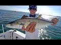 Epic Spanish Mackerel Fishing with some Shark Action!