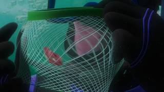 Nemo Gets Captured After Ignoring Marlin’s Warnings | Klasky Csupo 2001 Effects (Fan Edit)