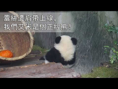 《熊貓早晚安》蕾絲邊肩帶上線，我們艾米是個正經熊！| iPanda
